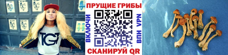 наркота  Камышлов  Галлюциногенные грибы MAGIC MUSHROOMS 
